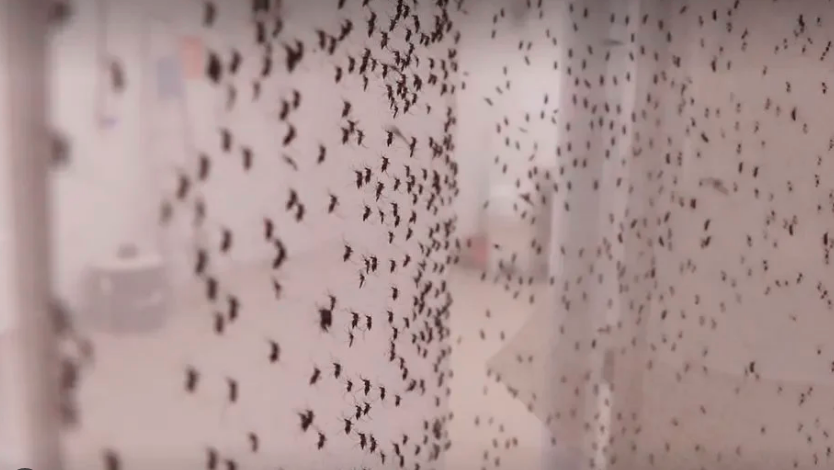Parceria tecnológica quer evitar que o Aedes Aegypti transmita doenças