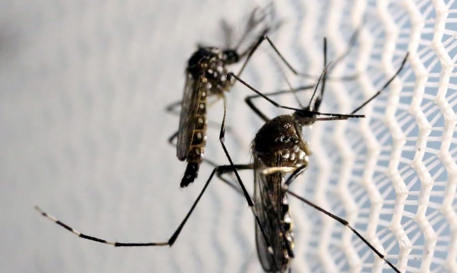 Dengue: Triângulo, Alto Paranaíba e Noroeste de MG têm mais da metade dos óbitos no estado