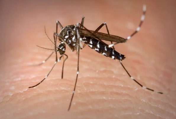 Pesquisadores alertam para o ressurgimento da dengue tipo 3 no Brasil