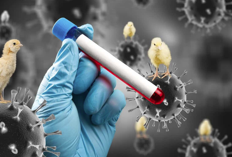 Gripe aviária: Brasil registra 8 casos confirmados até o momento