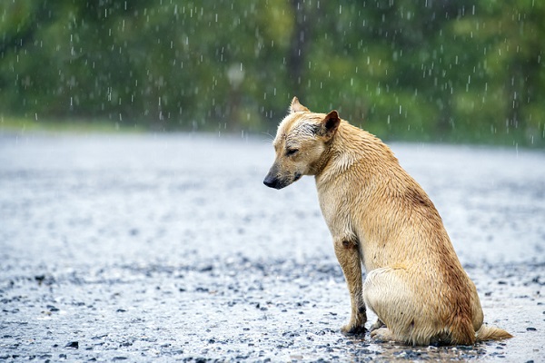 Inscrição para Programa Estadual de Resgate de Animais Domésticos termina quinta-feira (25/5)