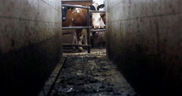 Homem tenta matar vaca a tiros e acaba acertando a própria esposa, em Minas Gerais