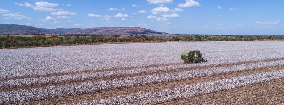 Minas Gerais alcança a maior produtividade algodoeira do país