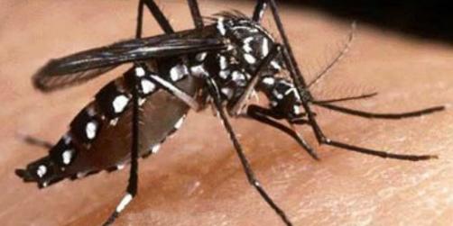 Dengue em Minas: casos confirmados mais que dobram em uma semana