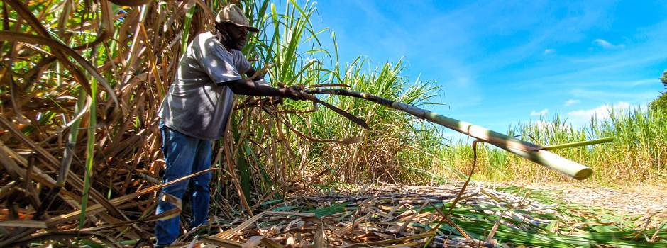Cana-de-açúcar impulsiona empregos no agronegócio mineiro em 2023
