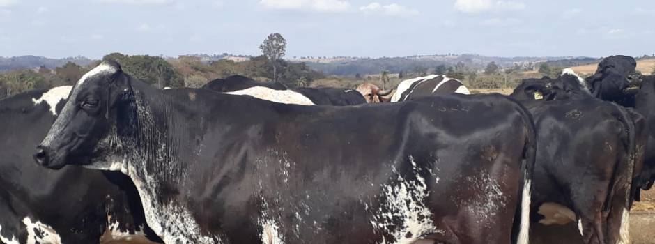 Governo de Minas lança consulta pública sobre legislação para subprodutos de origem animal não comestíveis