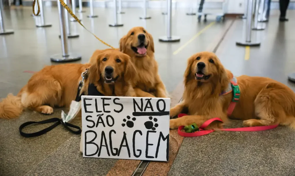 Após morte de Joca, tutores se manifestam no aeroporto de Brasília