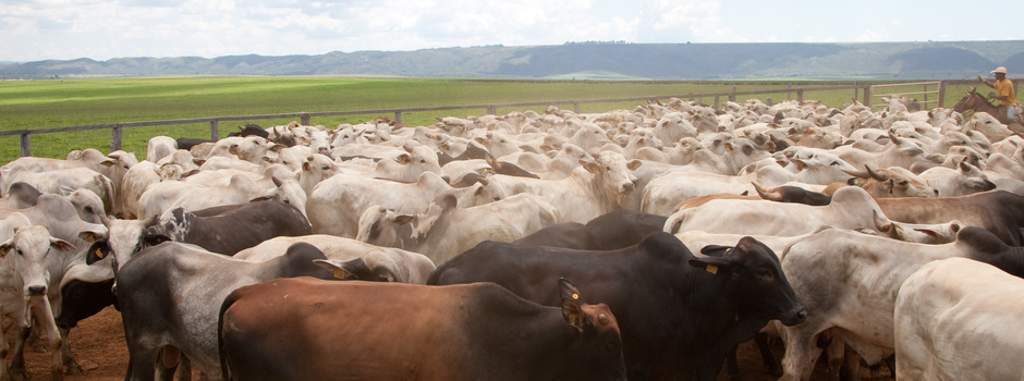 Produtores rurais mineiros devem atualizar dados de rebanhos até o dia 30/6