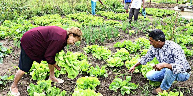 Cooperativas viram principais agentes do crédito rural em Minas