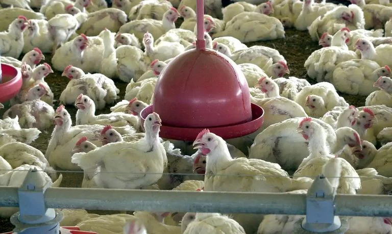 Brasil confirma 1º caso de gripe aviária em granja comercial, e China suspende compra de frango