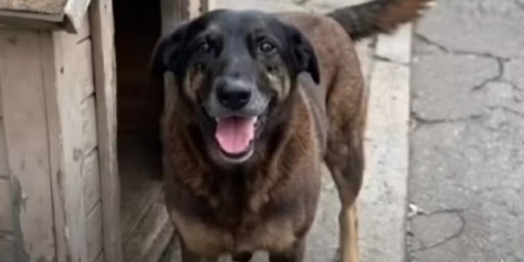 Cão Orelha: Polícia usa imagens e dados de celular para desvendar caso