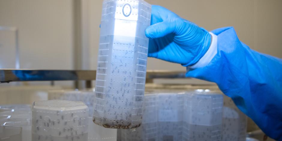 Minas solta leva de mosquitos ‘turbinados’ com bactéria para combater dengue e outras arboviroses