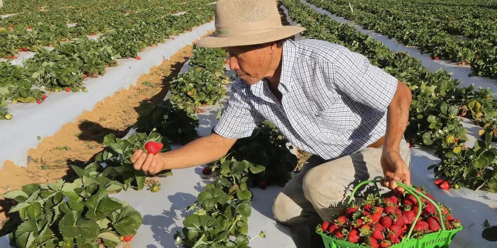 Agricultores de Minas e outros 9 estados receberão pagamento Garantia-Safra