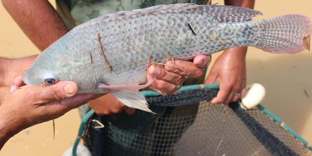 Decreto em Minas deixa tilápia importada até 25% mais cara