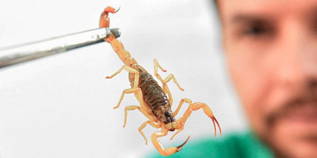 Crianças são mais vulneráveis a envenenamento por picada de escorpião