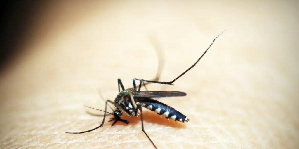 Aedes aegypti: quase metade dos municípios está em alerta ou risco